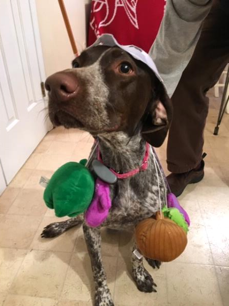 /Images/uploads/Southeast German Shorthaired Pointer Rescue/segspcalendarcontest2018/entries/9201thumb.jpg